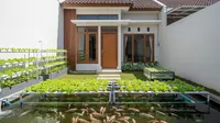 Sistem Aquaponik Ikan Nila dan Selada yang Cocok untuk Pemula di Rumah Minimalis