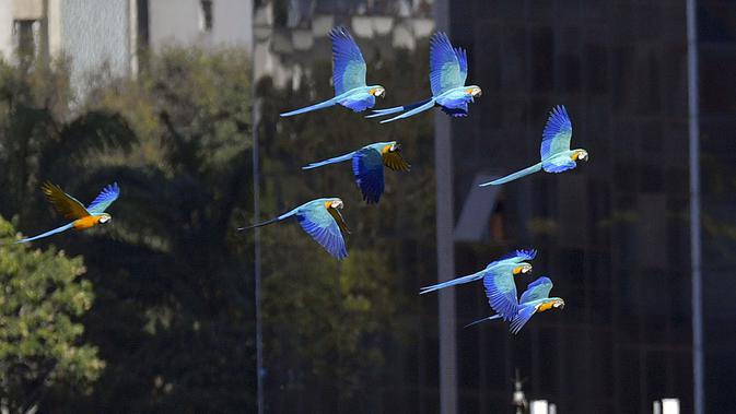 Sekawanan burung macaw (sejenis beo) terbang di atas sebuah gedung apartemen di Caracas pada 18 November 2018. Setiap sore, puluhan macaw liar berwarna-warni berduyun-duyun ke balkon dan teras tempat warga menaruh makanan untuk mereka. (YURI CORTEZ/AFP)