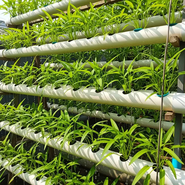 Desain Kebun Kangkung Vertikal