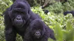 Gorila terlihat di Mgahinga Gorilla National Park, Uganda, Jumat (20/11/2015). Taman nasional terkecil di Uganda ini menyimpan sekitar 400 ekor Gorila. (REUTERS/Edward Echwalu)