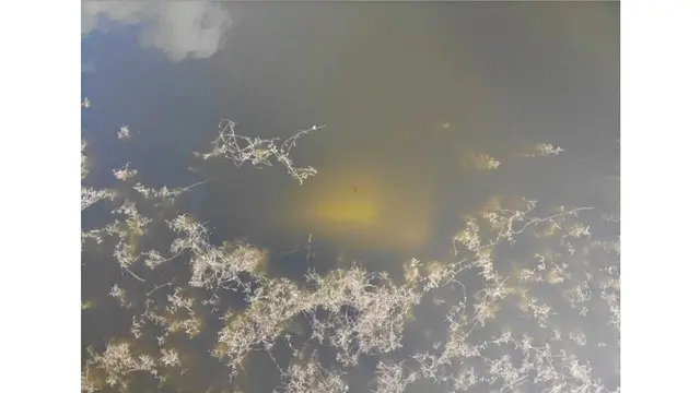 Danau di Florida