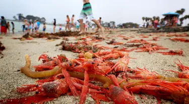 Ribuan kepiting tuna merah terdampar di sepanjang pantai Dana Point, California, Rabu (17/6/2015). Kepiting-kepiting tersebut pada bulan Januari lalu pertama muncul di Newport Beach. (REUTERS/Sandy Huffaker)