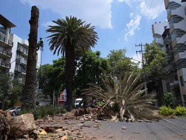 Pekerja dari Menteri Lingkungan Hidup memangkas pohon palem yang terserang wabah di Mexico City pada 10 Agustus 2023. (RODRIGO ARANGUA / AFP)