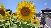Satu dari 20 ribu bunga matahari di Tokyo, memberikan senyuman.