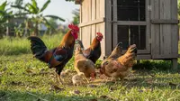 Mengapa Ayam Kampung Sering Tidak Bertelur? Ini Penyebab dan Solusinya