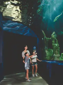 Aquarium memberikan pengalaman visual yang kuat melalui tampilan berbagai jenis ikan dan biota laut (Sumber: Pexels.com)