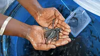 Daftar Obat Ikan yang Boleh Digunakan di Indonesia, Catat!