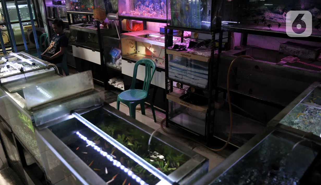 Aktivitas pedagang salah satu kios di Pusat Ikan Hias Johar Baru, Jakarta, Selasa (4/2/2020). Minimnya promosi menyebabkan pasar ikan hias yang dikelola Dinas Koperasi dan UMKM Provinsi DKI itu sepi pengunjung dan banyak pedagang merugi hingga akhirnya menutup kios. (merdeka.com/Iqbal Nugroho)