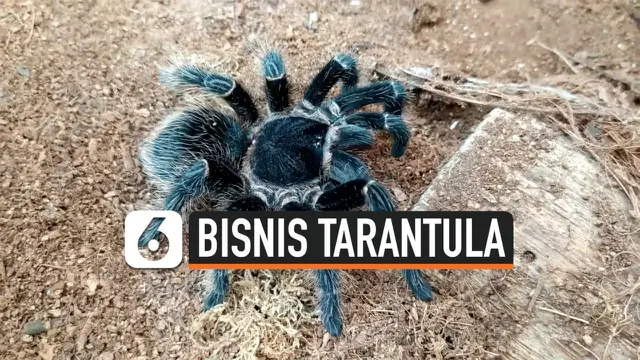 tarantula thumbnail