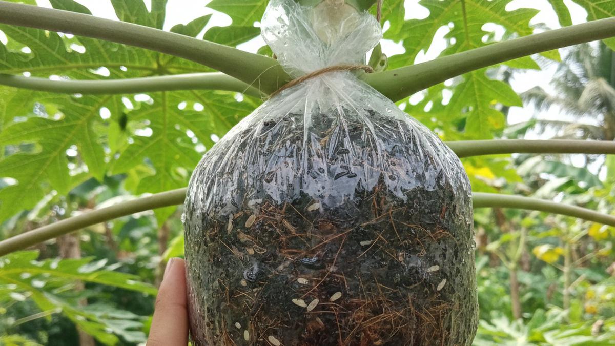 7 Tips Cangkok Pohon Pepaya agar Berhasil dan Subur, Panen Melimpah