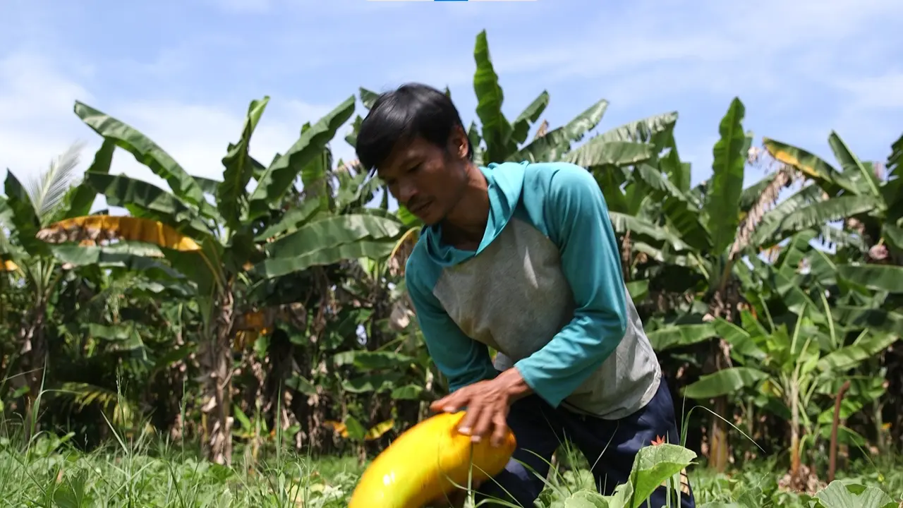 Si Kuli Bangunan yang Jadi Petani Timun Suri