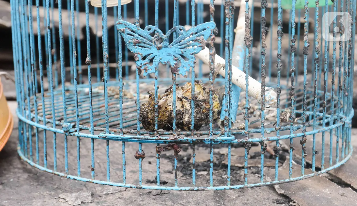 <p>Kondisi kandang hewan peliharaan milik warga yang hangus terbakar dampak kebakaran Depo Pertamina Plumpang di Jalan Koramil, Rawa Badak, Jakarta, Sabtu (4/3/2023). Saat terjadi ledakan disusul kebakaran hebat, warga mencium bau gas yang sangat menyengat. (Liputan6.com/Herman Zakharia)</p>