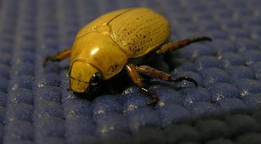 Kumbang Natal (Cyron Ray Macey / Flickr / Wikimedia)