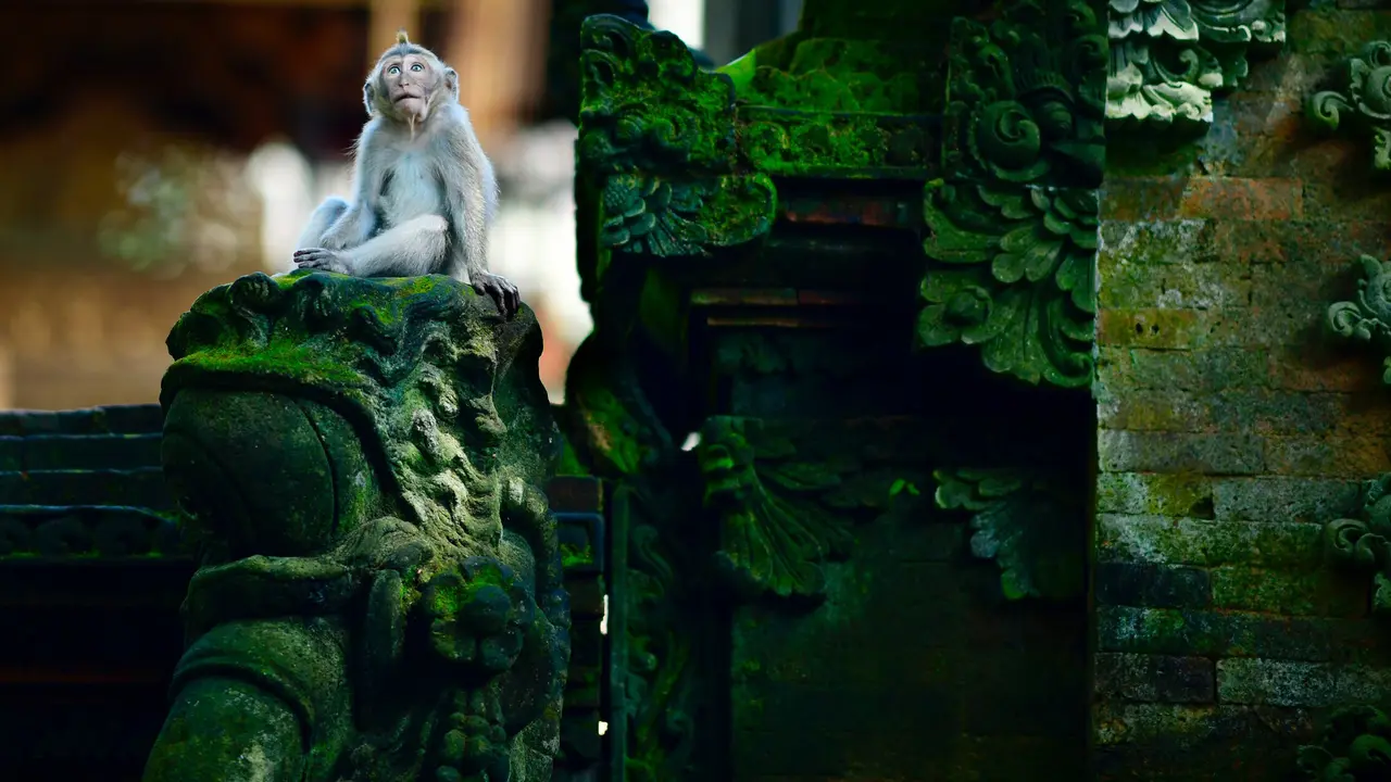 Perkampungan Monyet di Ubud