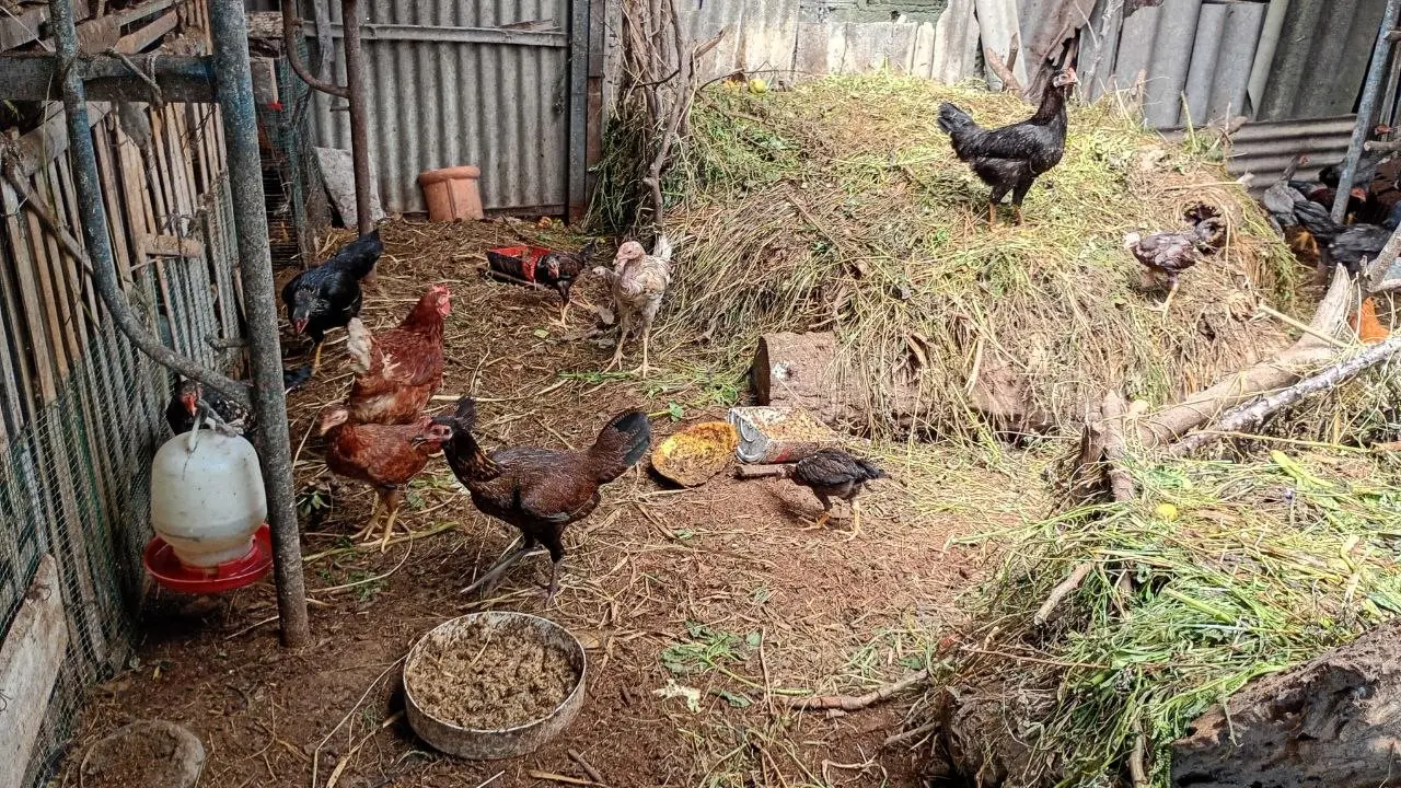 Jenis Ayam Terbaik untuk Peternak Pemula dengan Sistem Cage Free
