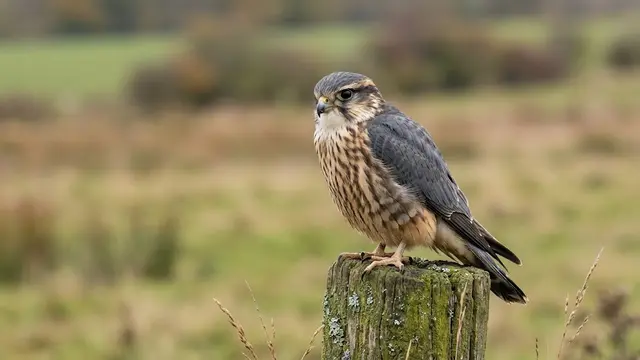 Merlin (Falco columbarius)