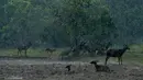 Kawanan rusa terlihat di bawah hujan lebat di Taman Safari Gurun Putih Lestari di Jantho, Aceh Besar, Aceh, pada 27 Oktober 2019. Di taman safari pertama yang ada di Aceh ini terdapat ratusan spesies burung dan mamalia dari berbagai daerah di Indonesia maupun mancanegara. (CHAIDEER MAHYUDDIN / AFP)