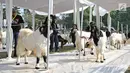 Sejumlah kambing saat mengikuti kontes ternak kambing kaligesing dalam acara Jambore Peternakan Nasional 2017 di Buperta Cibubur, Jakarta, Sabtu (23/9). Kontes ternak kambing kaligesing memperebutkan piala Presiden. (Liputan6.com/Herman Zakharia)