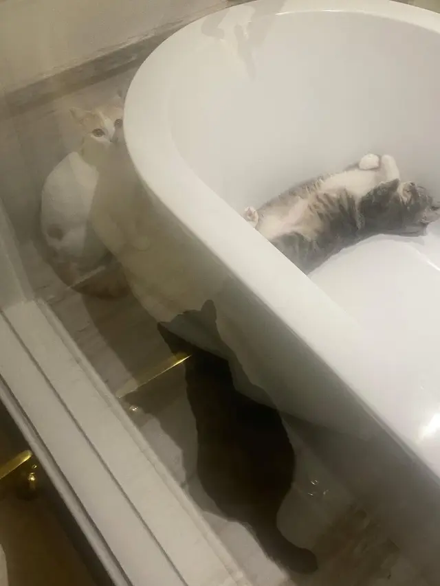 6 Potret Sherina Munaf dan Kucing Peliharaannya, Kerap Berbagi Momen Gemas
