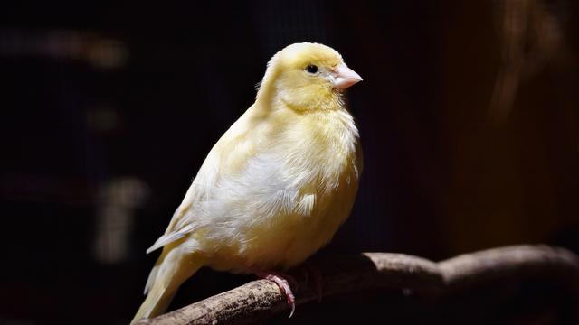 Ciri kenari jantan bakalan dari tingkah lakunya
