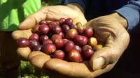 Kopi Robusta Gunung Malang, Lereng Gunung Slamet, Purbalingga. (Foto: Liputan6.com/Rudal Afgani Dirgantara)