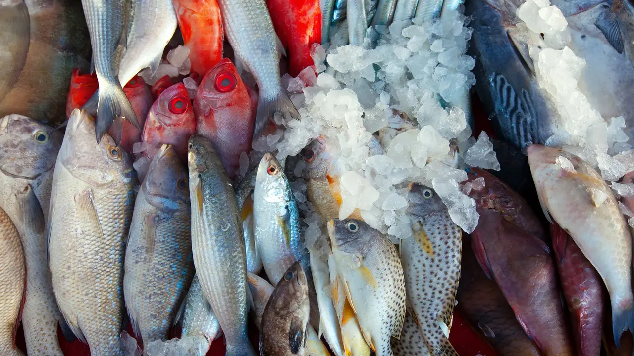 Ilustrasi ikan laut