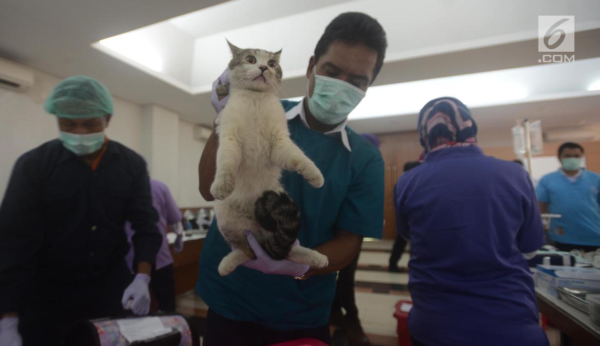 Petugas DKPKP pemprov DKI Jakarta bersiap mengebiri kucing di Kecamatan Duren Sawit, Jakarta, Rabu (28/3). Sebanyak 75 ekor kucing peliharaan mengikuti program kastrasi atau pengebirian. (Merdeka.com/Imam Buhori)