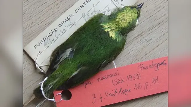Burung Manakin Mahkota Emas