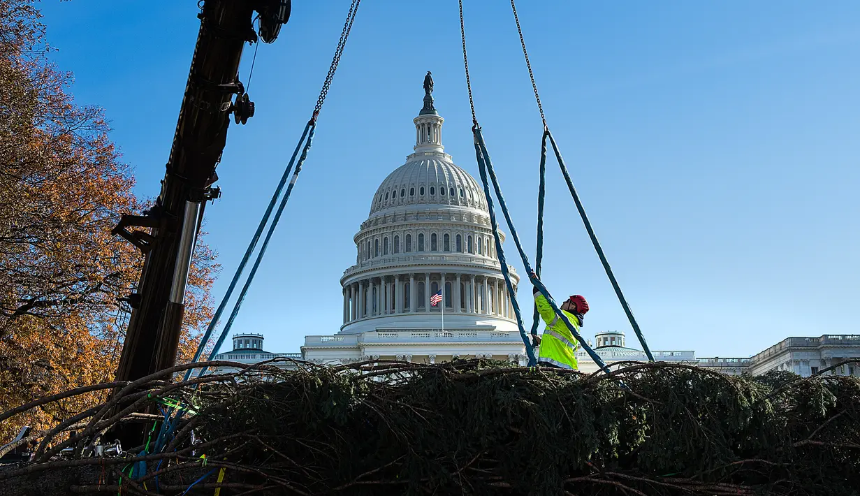 Pekerja memasang pengait saat akan menempatkan pohon Natal raksasa di halaman Gedung Capitol AS di Washington, Senin (27/11). Pohon Natal tersebut tiba di Gedung Capitol setelah melalui perjalanan sejauh 3.000 mil dari Montana. (JIM WATSON/AFP)
