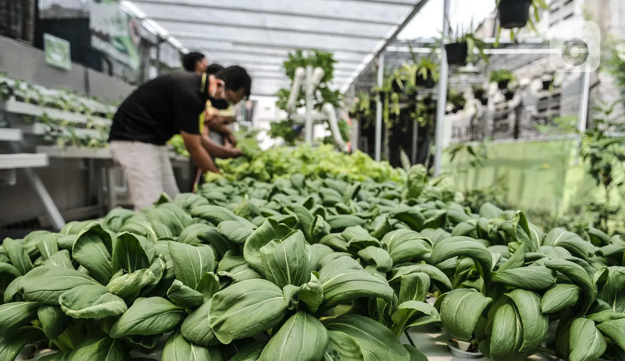 Warga melakukan perawatan tanaman di kebun sayur hidroponik Gang Hijau RT 007/008, Kelurahan Cipinang Besar Utara, Jakarta, Rabu (9/9/2020). Dalam menghadapi pandemi Covid-19, warga di permukiman tersebut membangun kebun sayuran hidroponik di atas aliran kali. (merdeka.com/Iqbal S. Nugroho)