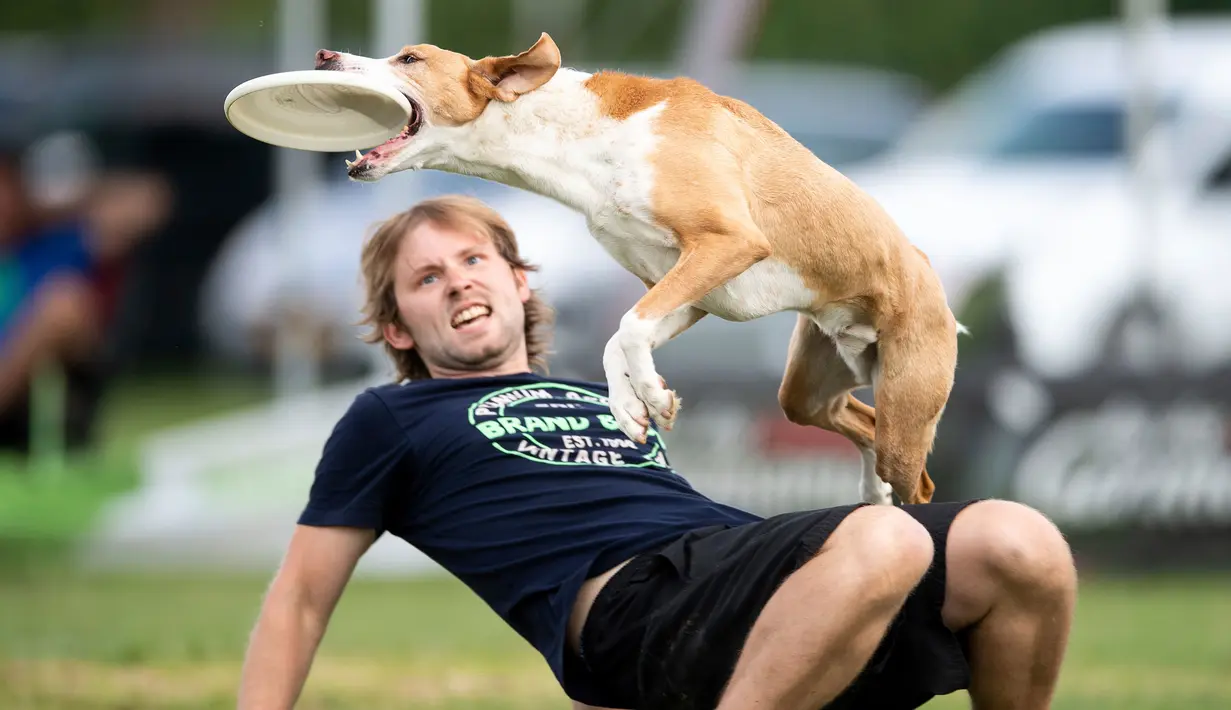 Seekor anjing melompat di atas pemiliknya saat mengikuti kompetisi freestyle di turnamen frisbee anjing di Erfstadt, Jerman (3/6). Dalam kompeitisi ini para anjing menunjukkan ketangkasan dan keterampilannya menangkap frisbee. (AFP/dpa/Marius Becker)