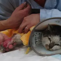 Belajarlah untuk lebih mencintai binatang, jangan sampai kamu kena masalah seperti dua orang ini.