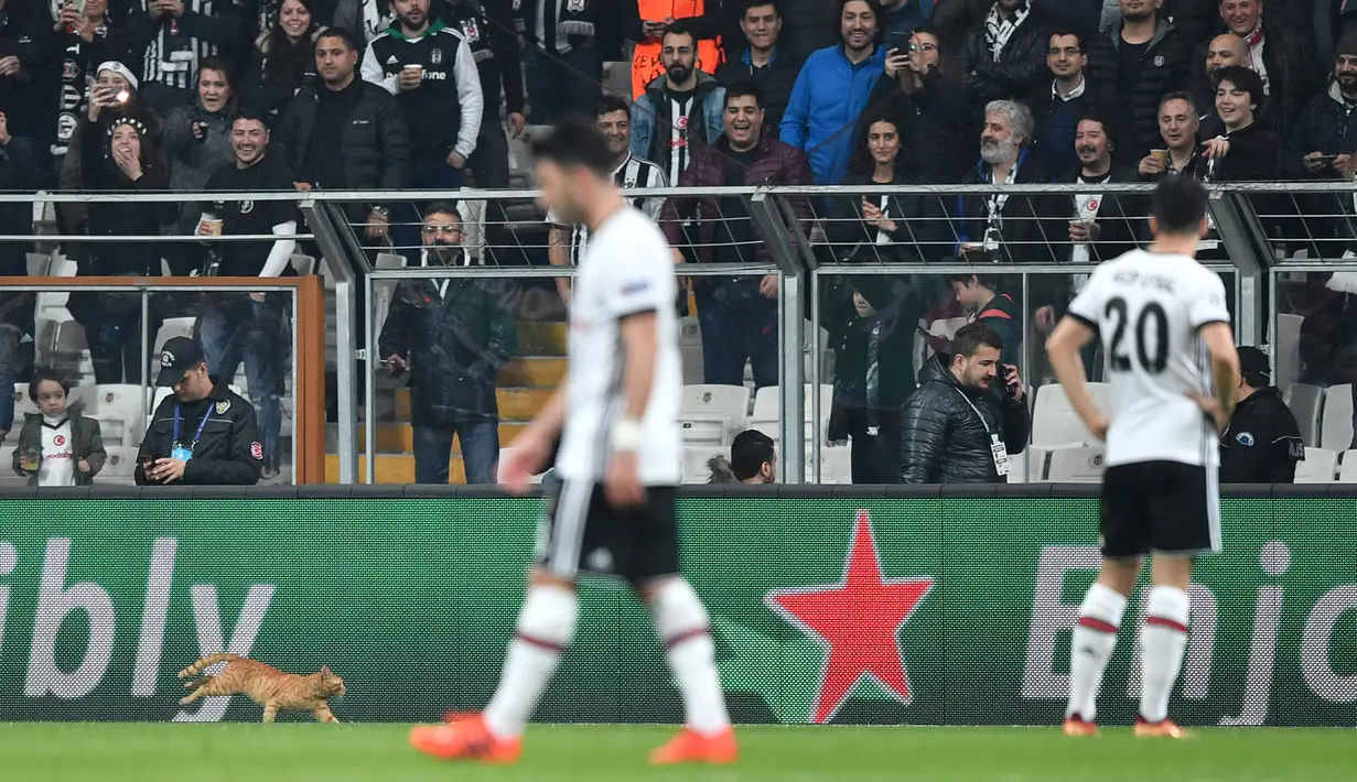 Seekor kucing memasuki lapangan duel Liga Champions antara Besiktas vs Bayern Munchen di Stadion Vodafone, Kamis (15/3). Kondisi ini membuat wasit Michael Oliver menghentikan sementara pertandingan saat Bayern Munchen tengah unggul 2-0. (OZAN KOSE/AFP)