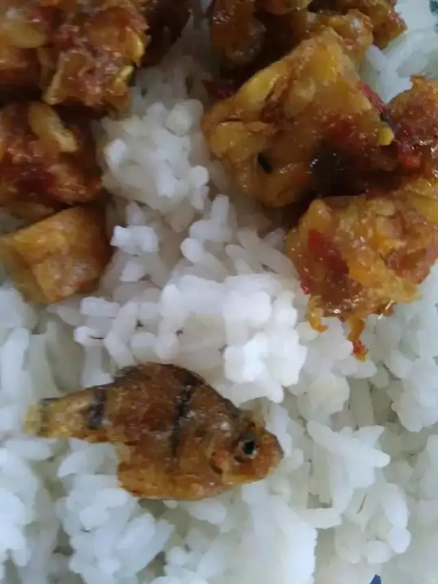6 Menu Buka Puasa Pakai Ikan Hias Ini Nyeleneh, Absurd Maksimal