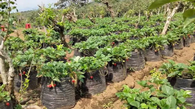 Petik Strawberry Bonkopi Batu (Google Maps - Petik Strawberry Bonkopi Batu)