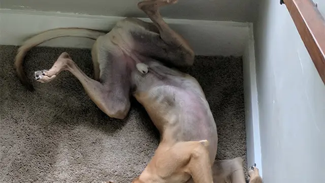 anjing tidur