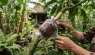 Cara Cangkok Alpukat agar Cepat Berakar dan Tumbuh Subur di Rumah