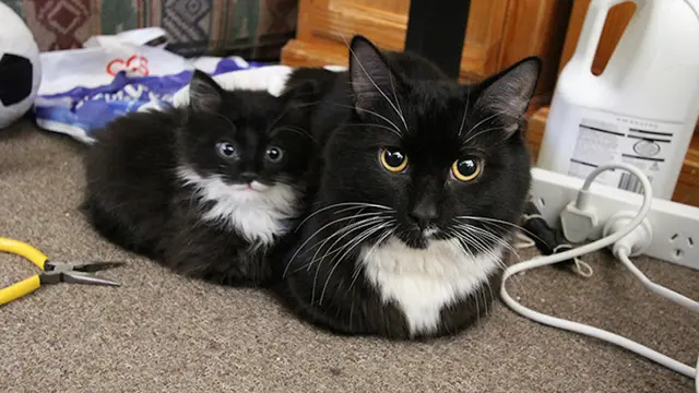 Anak Kucing Tiru Tingkah Induknya