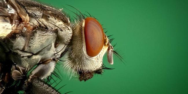 Lalat membawa banyak bakteri tak terduga yang bisa menimbulkan penyakit/copyright Pixabay.com