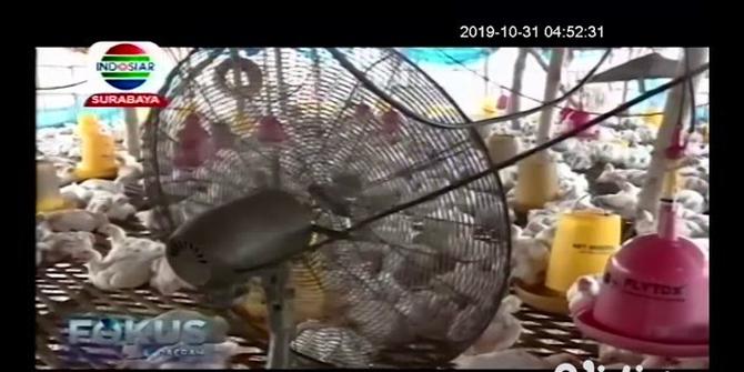 VIDEO: Peternak Terancam Gagal Panen Akibat Cuaca Panas di Tuban