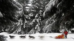 Seorang musher mengendarai kereta luncur anjing tradisional pada lomba Sedivackuv Long di dekat Desa Destne v Orlickych Horach, Republik Ceko, Kamis (23/1/2020). Sedivackuv Long edisi ke-24 tahun ini berlangsung selama lima hari. (AP Photo/Petr David Josek)