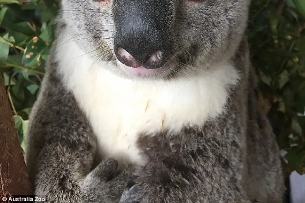 [Bintang] Koala