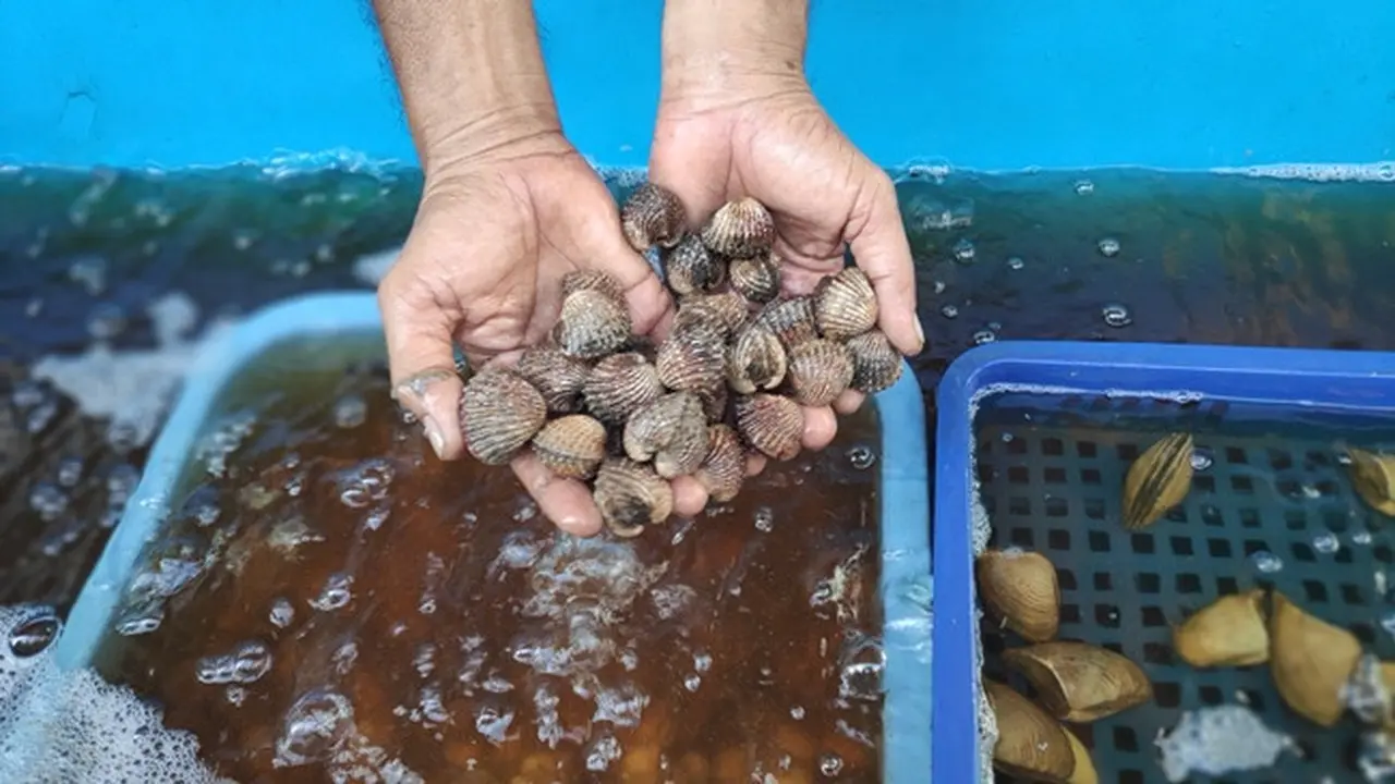 Kerang dara budidaya nelayan di Panipahan, Kabupaten Rokan Hilir, yang diekspor dari Pekanbaru tujuan Thailand