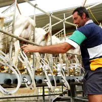 Melihat pemerahan susu kambing formula