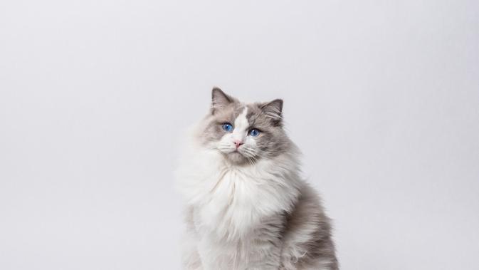  Dari  Sphynx sampai Ragdoll Ini Jenis  Kucing  Ras Paling 