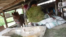 Pekerja memberikan rumput untuk kuda delman di Perkampungan kuda Rawa Badung, Jakarta, Rabu (1/9/2021). Pengukuran berat badan kuda delman bantuan sembako dilakukan oleh Jakarta Animal Aid Network (JAAN). (merdeka.com/Imam Buhori)