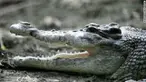Dalam hitungan detik, sang buaya menyantap anjing tersebut dengan tanpa perlawanan.