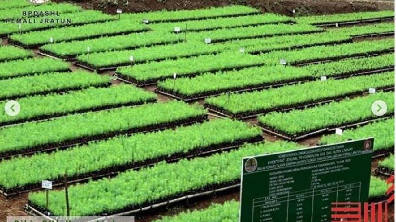 RHL hutan lindung BPDASHL Pemali Jratun di Tegal, Jawa Tengah.