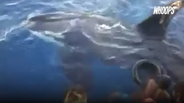 WHOOPS: Warga Gorontalo Digegerkan Keberadaan Paus Pembunuh 