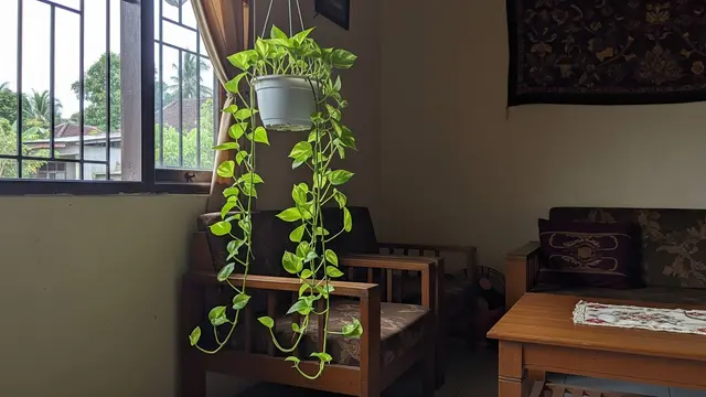 Tanaman Daun Mini yang Bisa Bikin Suasana Rumah Lebih Adem dan Menenangkan